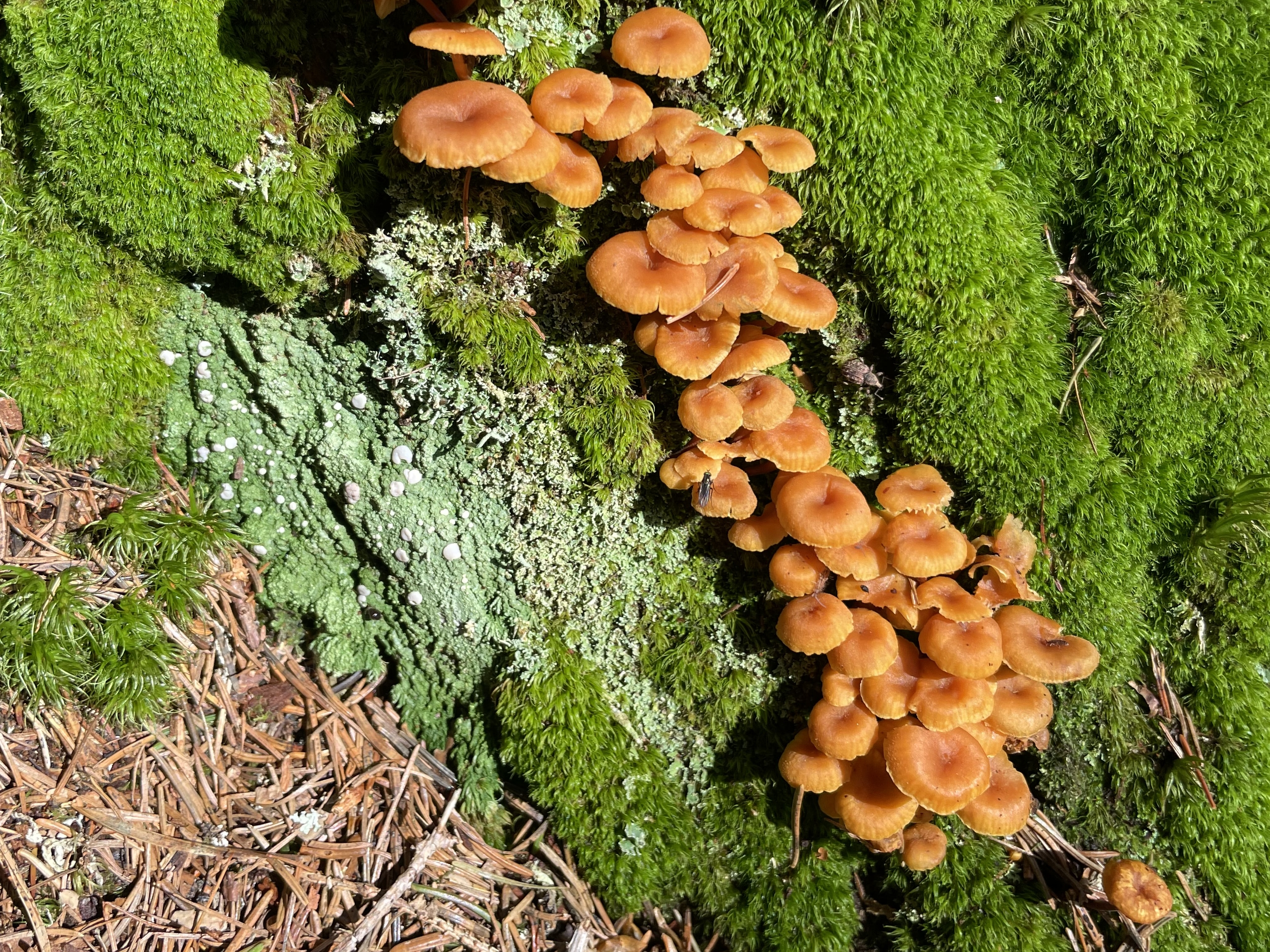 Totholz ist wichtig für Biodiversität